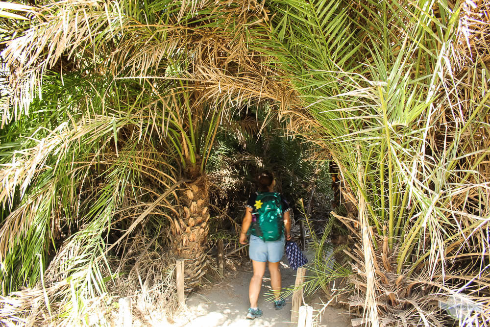 Palmenweg auf Kreta