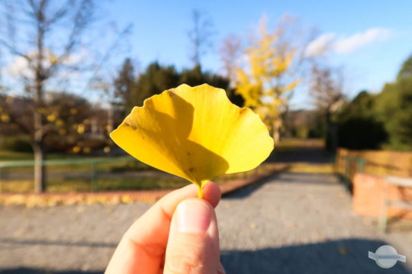 Ginkoblatt im Herbst verfärbt