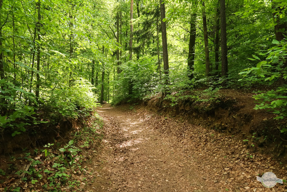 Waldweg mit viel Laub