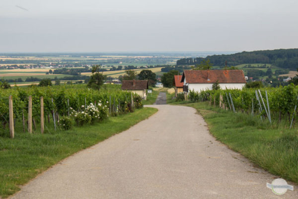 Straße in Weinregion