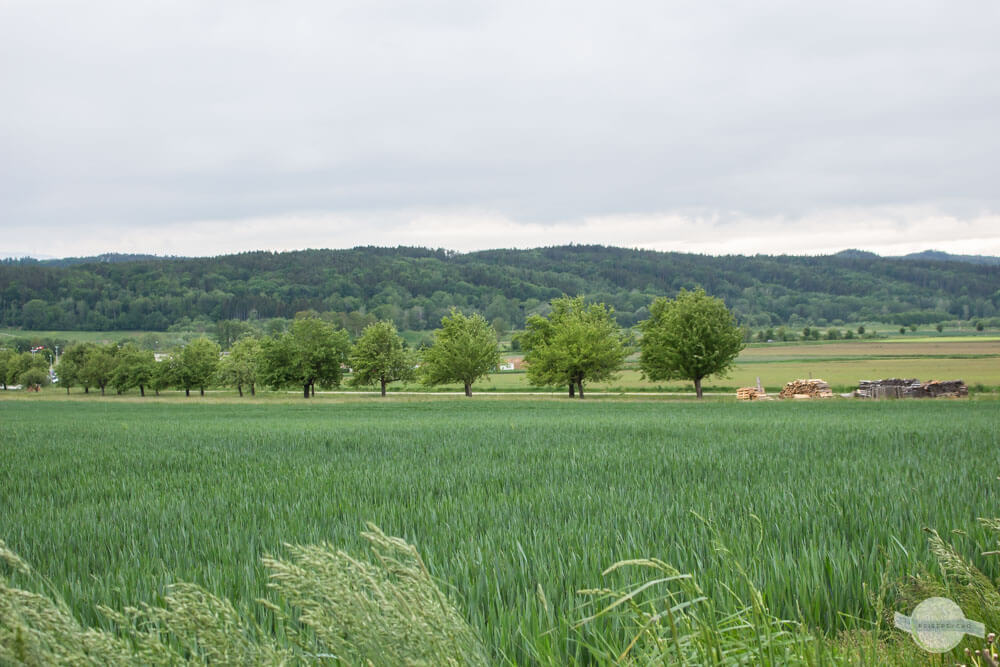 Wiese und Wald