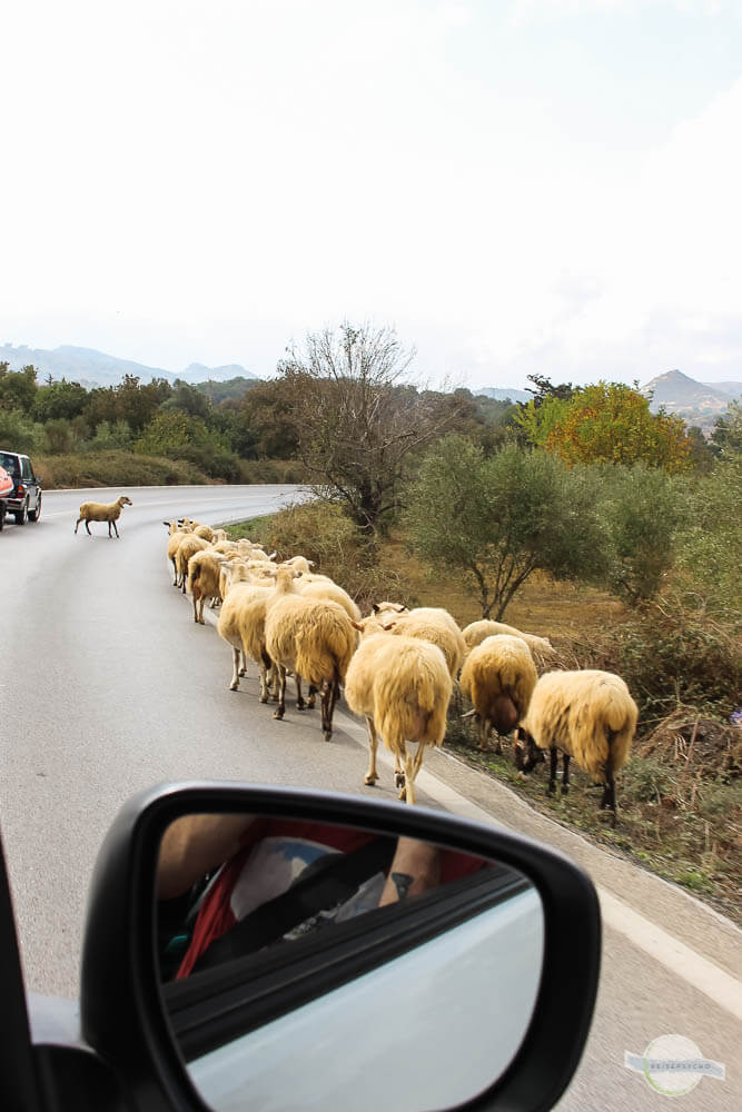Schafe auf Straße am Psiloritis