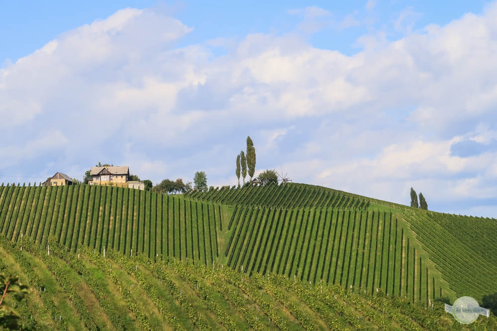 Weinberge Südsteiermark