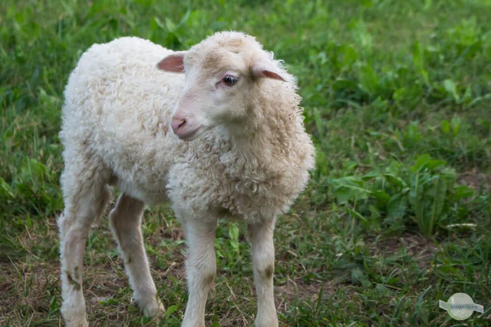 Weißes Lamm aus Bildein