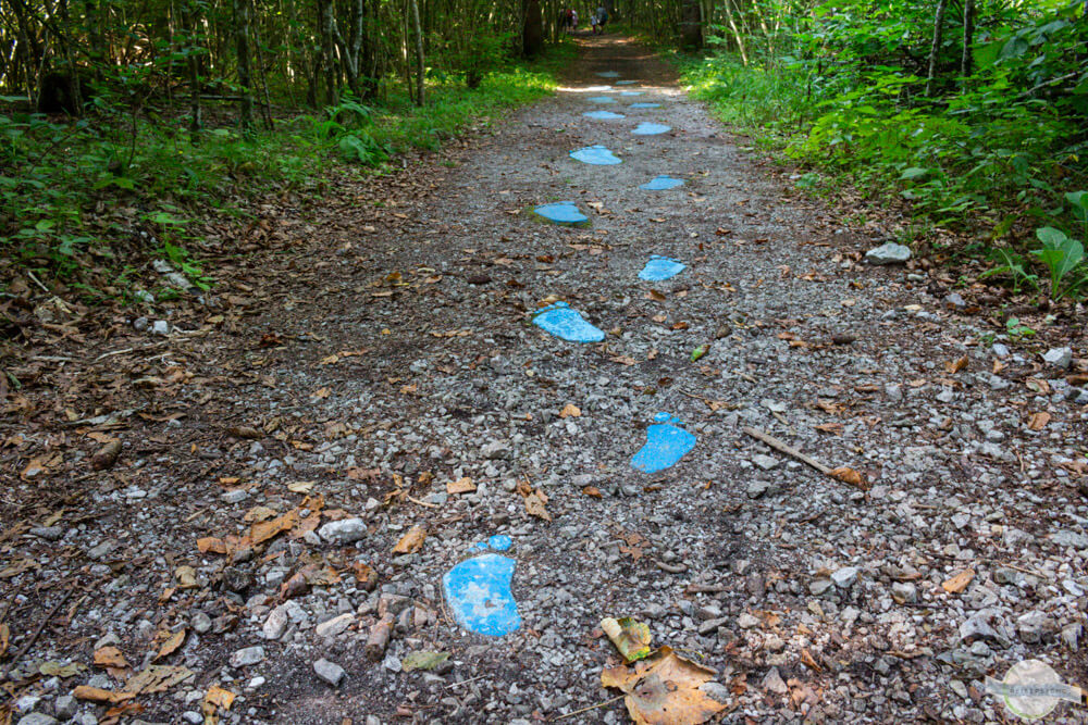 Fußabdrücke am Waldboden