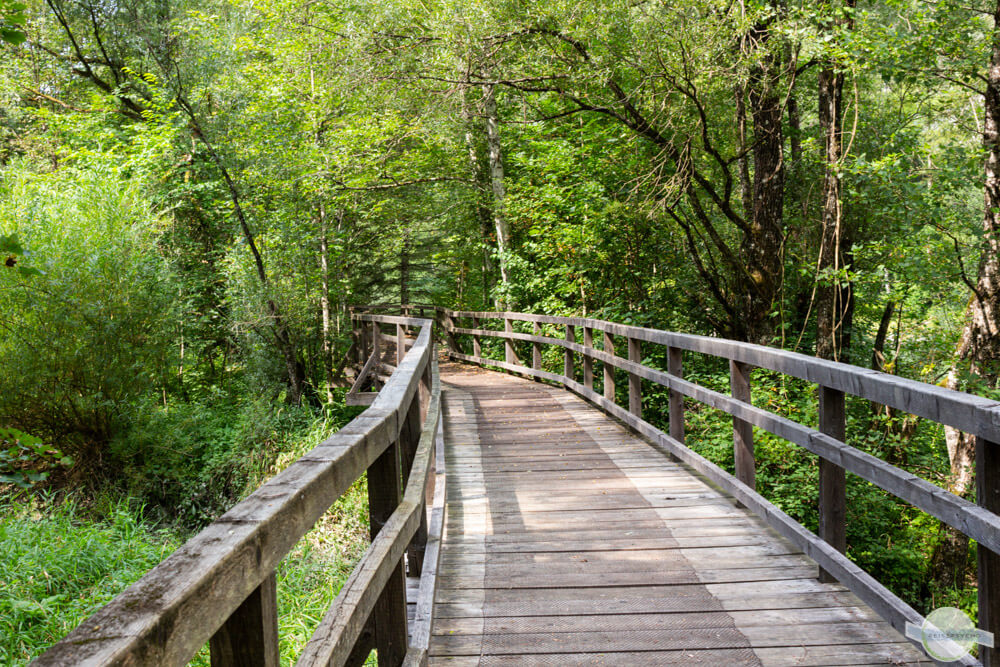 Ein Weg durch den Wald