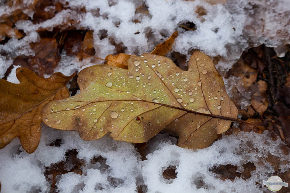 Blatt im Tauwetter