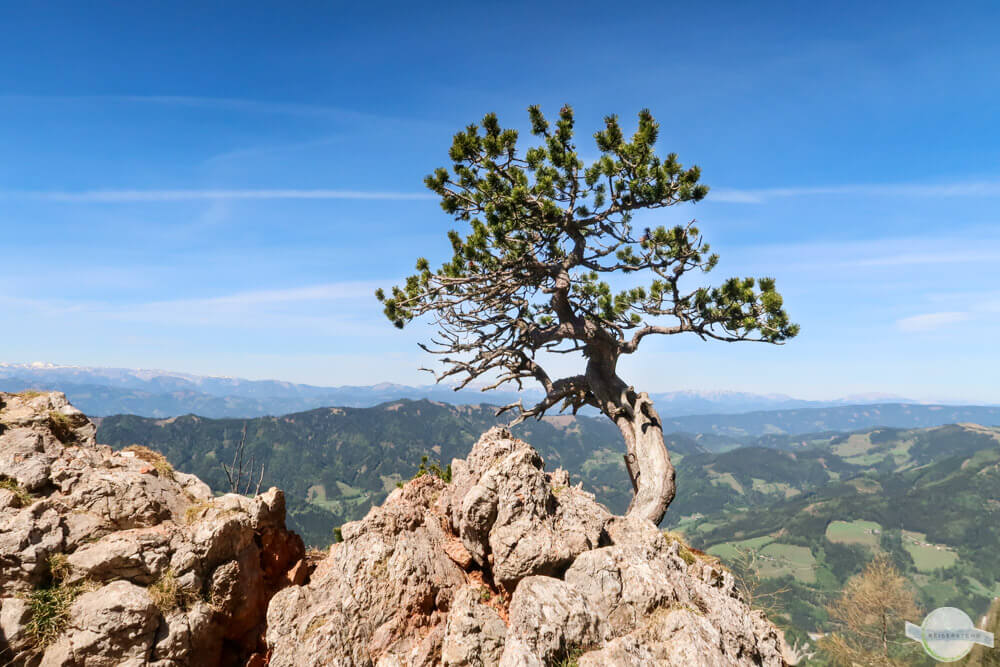 Baum auf Felsen am Hochlantsch