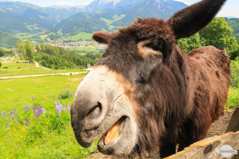 Tiere in der Steiermark – tierische Erlebnisse