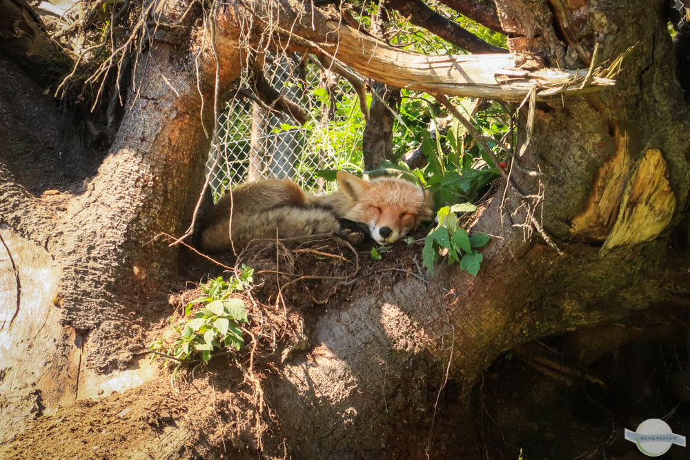 Fuchs schlafend im Baum