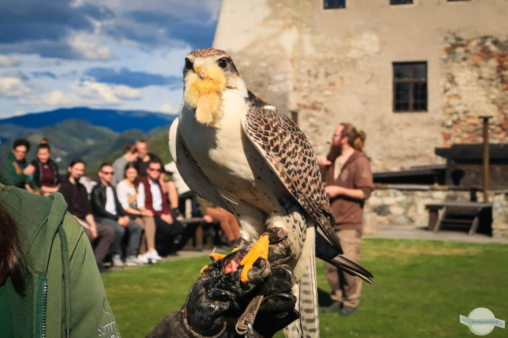 Falke beim Essen