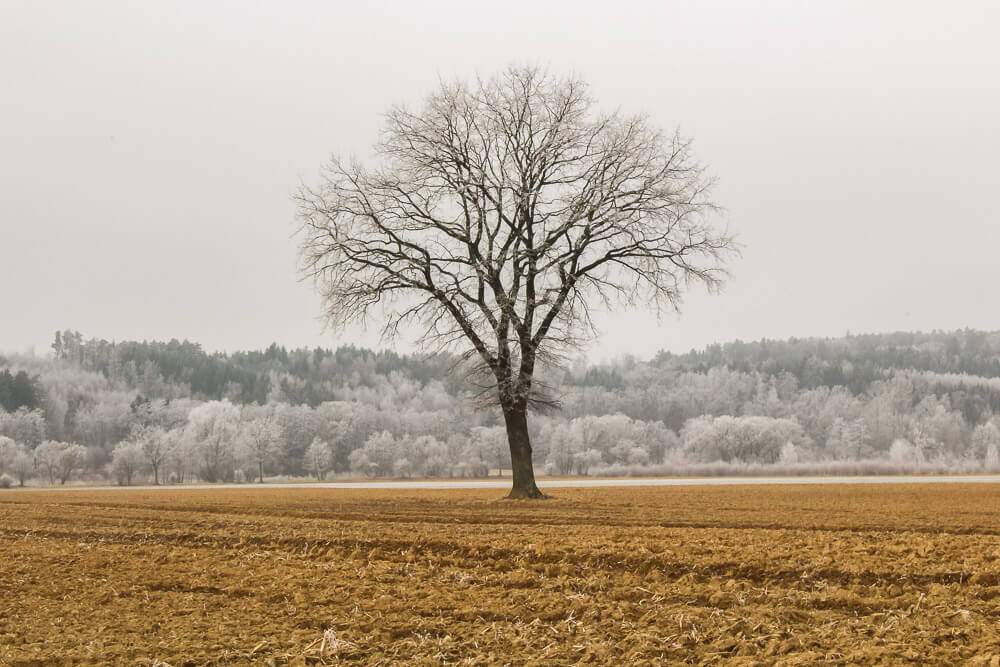 Frost im Winter