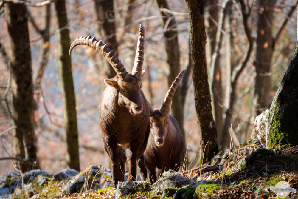 Die majestätischen Steinböcke im Grazer Bergland