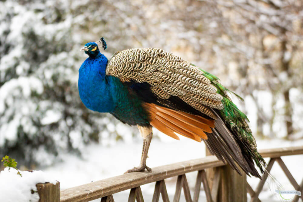 Pfau im Schloss Eggenberg