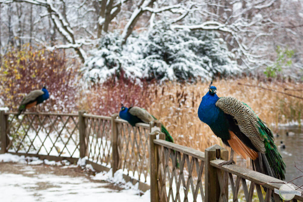Pfaue im Winter in Graz