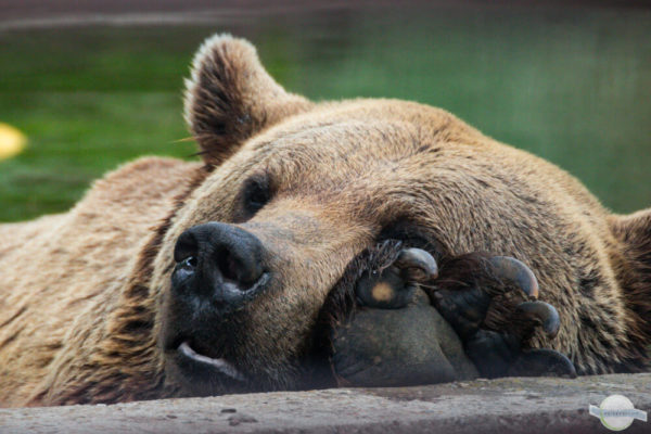 Entspannter, schlafender Braunbär