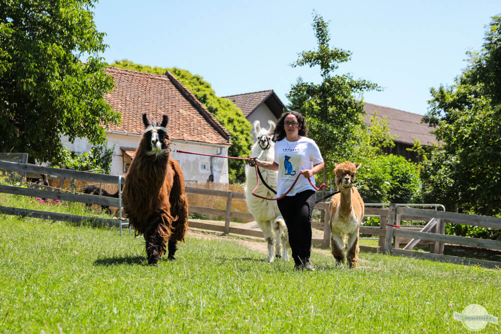 Alpakawanderung bei Weiz