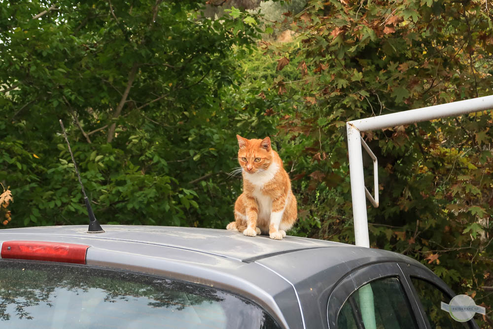 Katze auf Auto