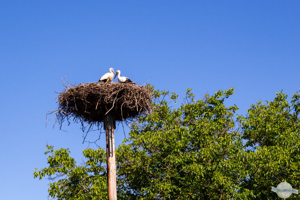 Störche im Burgenland