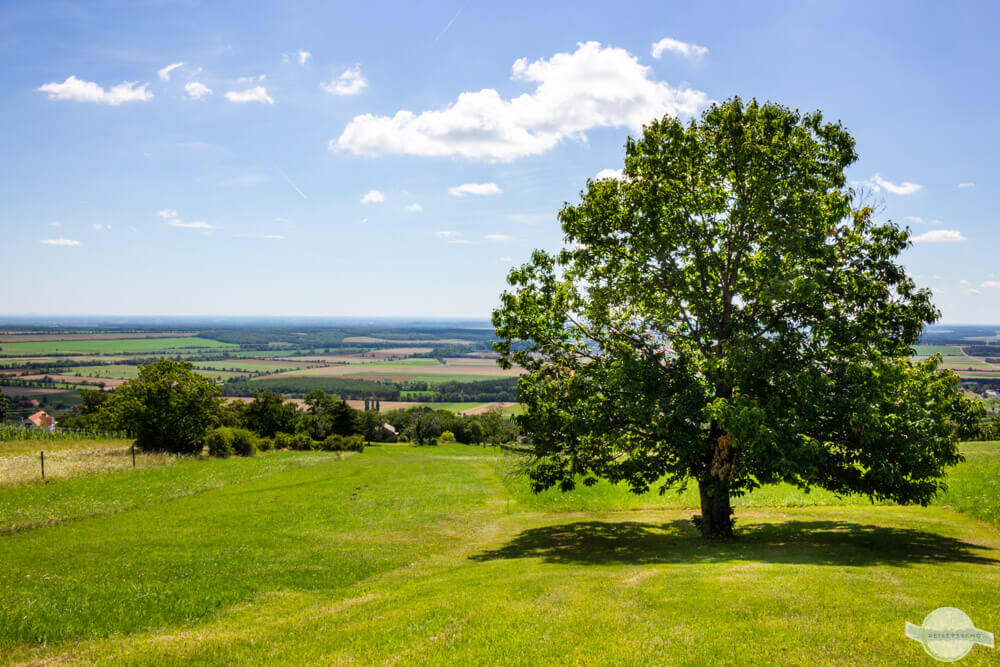 Alter Kastanienbaum im Sommer