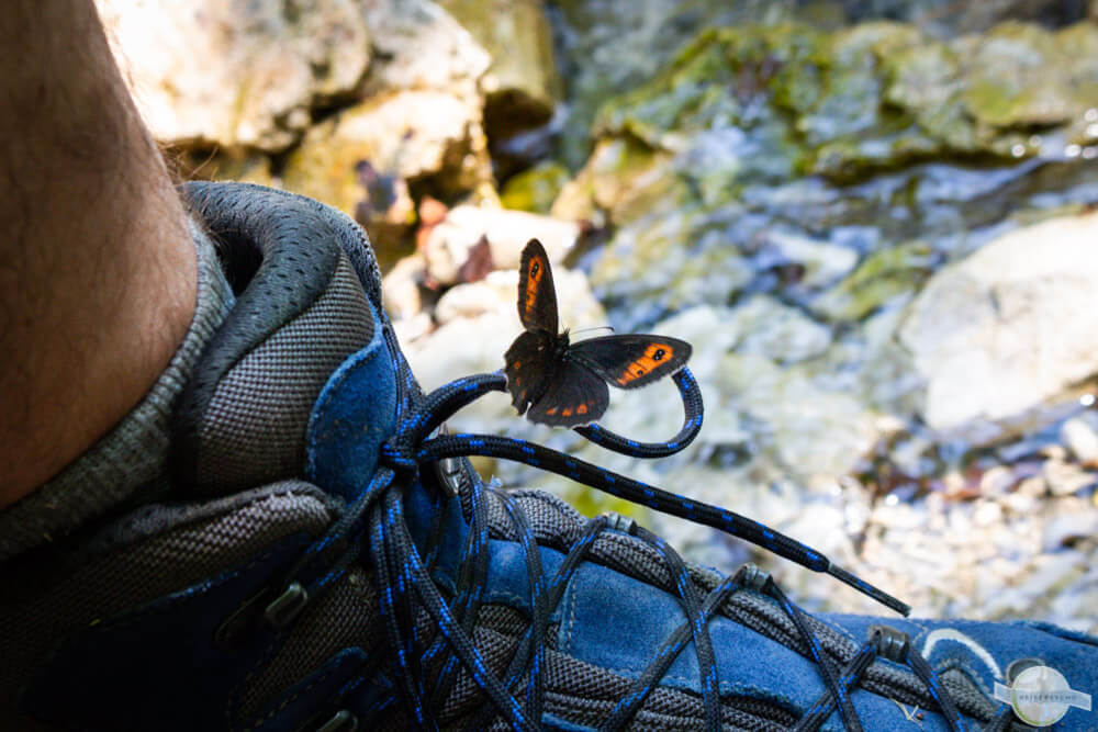 Schmetterling am Schuh