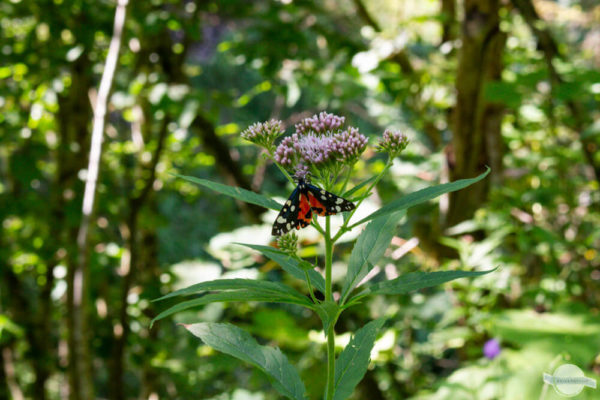 Schmetterling auf Blume