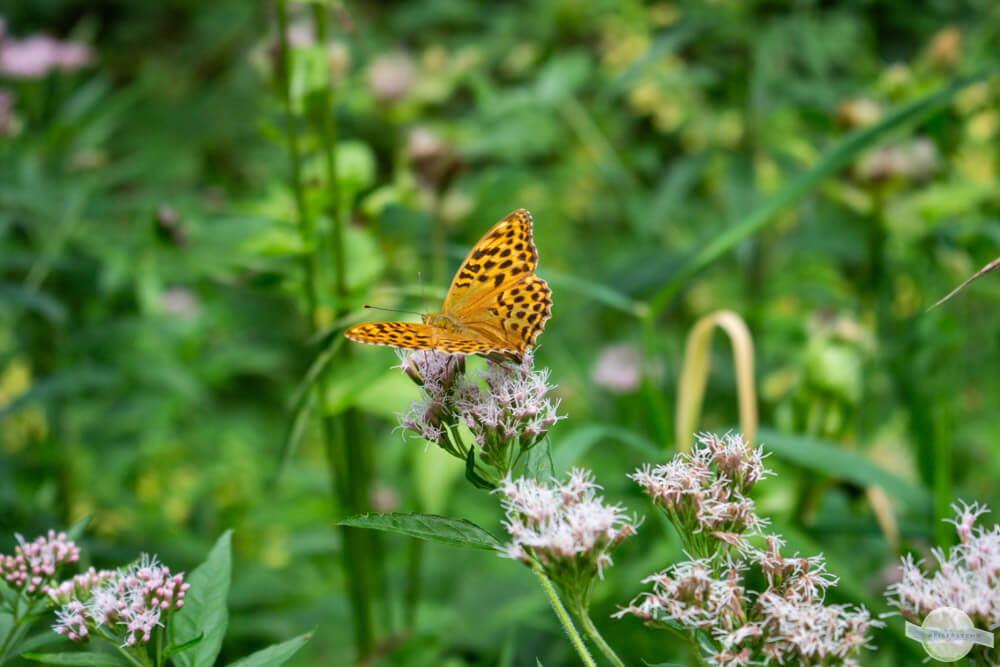 oranger Schmetterling auf Blüte