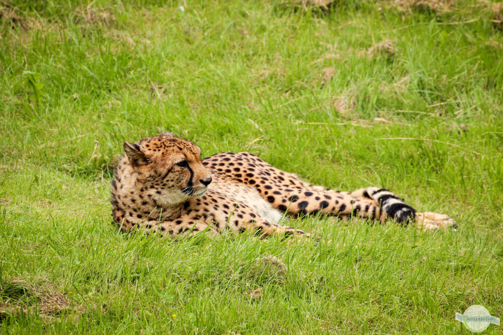 Gepard liegt in der Wiese