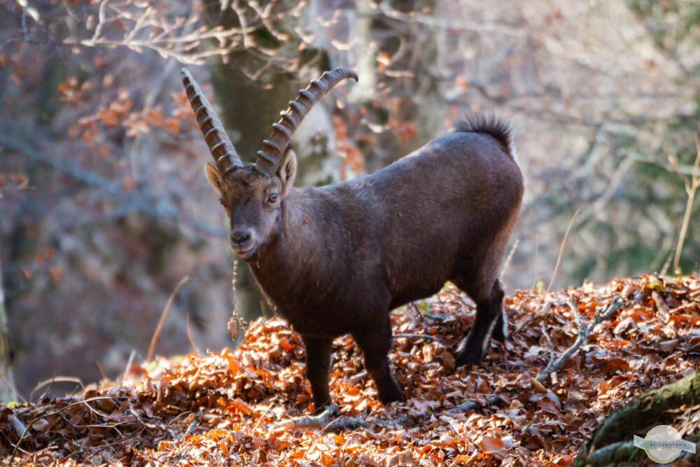 Steinbock im Wald