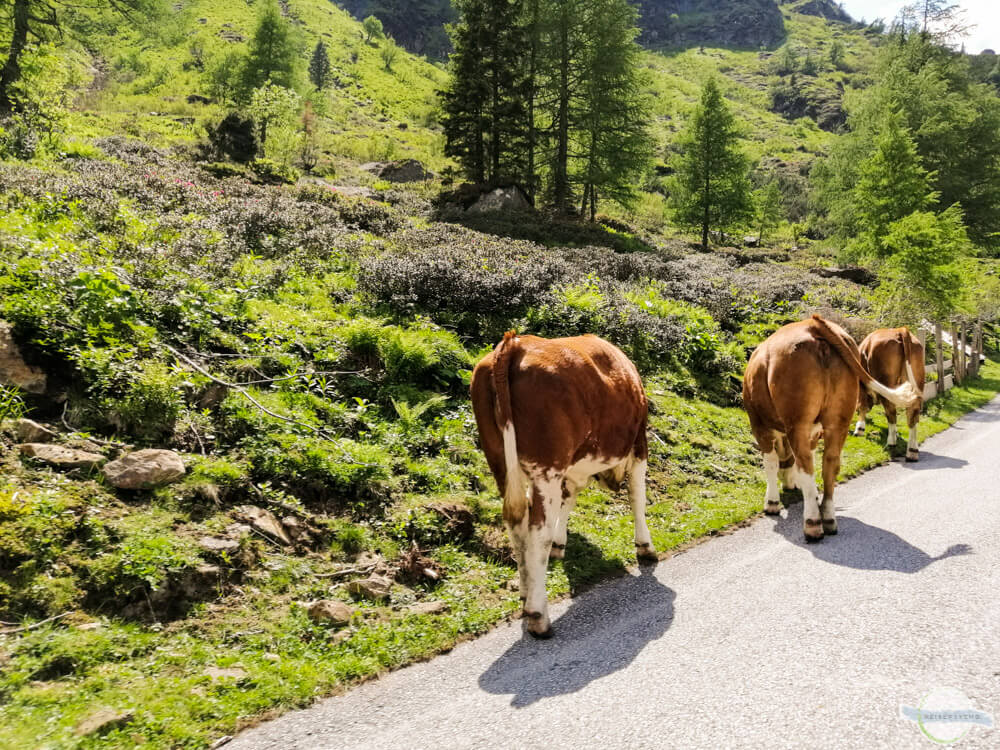 Kühe am Sölkpass