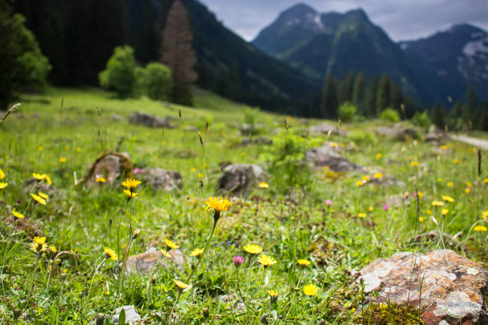 Blumenwiese vor Berggipfel