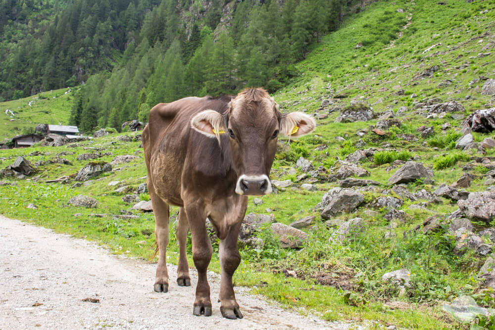 Kuh bei der Putzentalalm