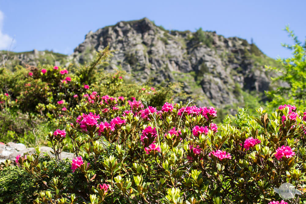 Alpenrosenblüte