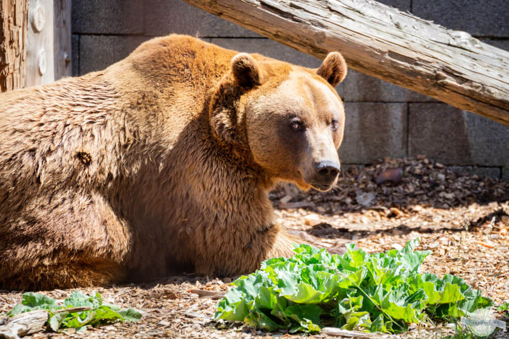 Braunbär in der Sonne