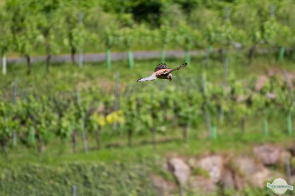 Greifvogel im Anflug