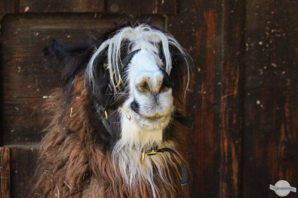 Lama mit witziger Frisur