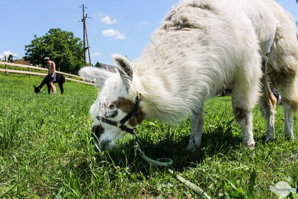 Lama beim Fressen auf der Wiese