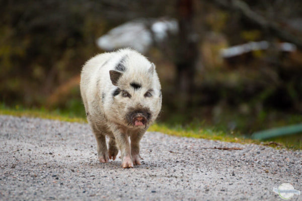 Hängebauchschwein spaziert