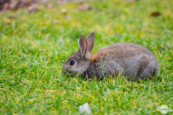 Kaninchen beim Grasen