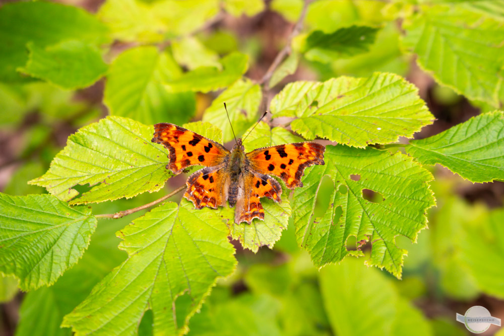 Schmetterling auf Blatt