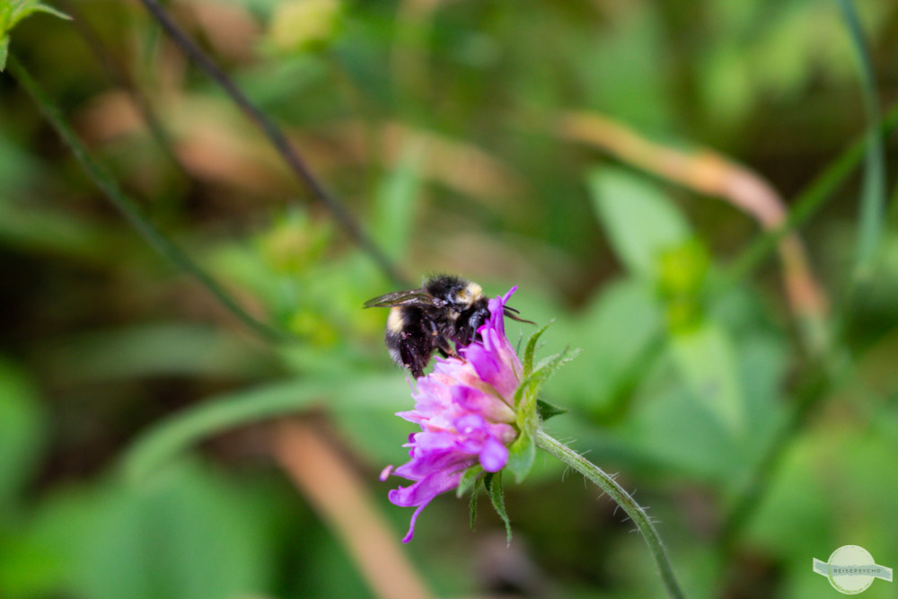 Hummel auf Klee