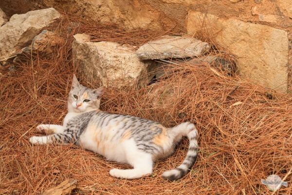 Wunderschöne dreifärbige Katze