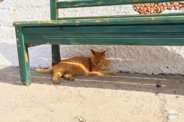 Katze schläft im Schatten