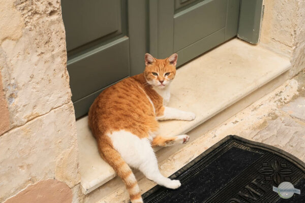 Kreta Katze vor der Haustür
