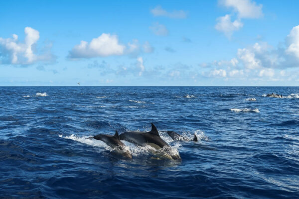 Delfine neben dem Boot