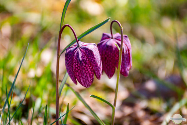 Schachblume in Großsteinbach