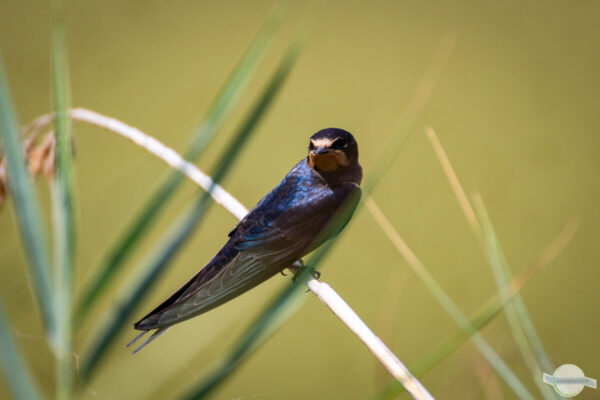 kleiner schwarz-blauer Vogel im Po Delta