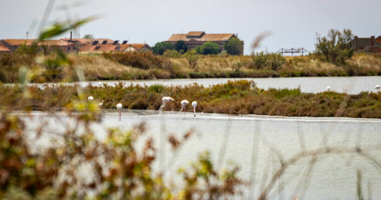 Po Delta und Comacchio – Italien mit Flamingos