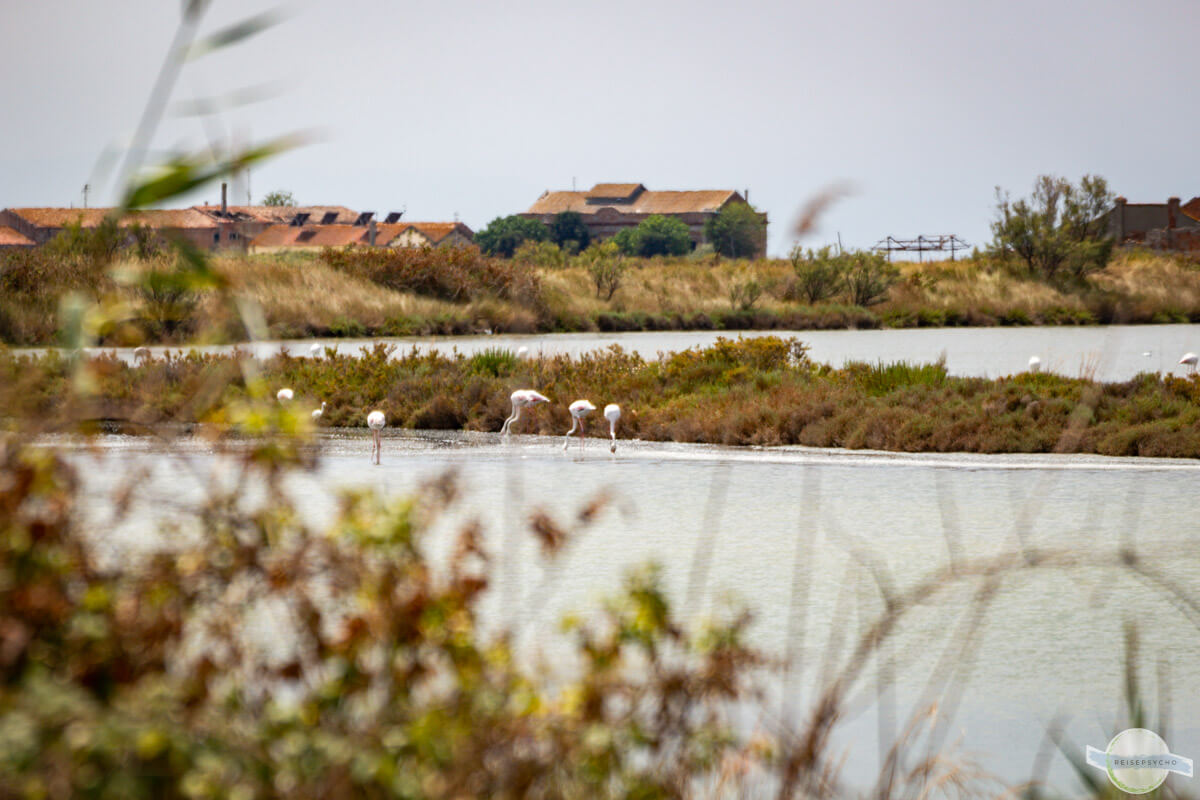 Po Delta und Comacchio – Italien mit Flamingos