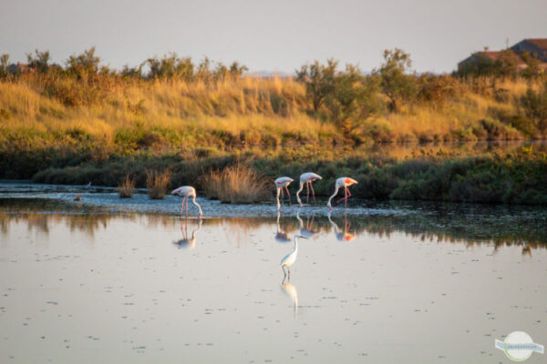 Flamingos im Po Delta